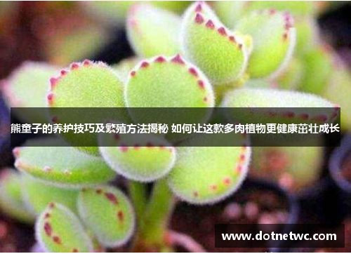 熊童子的养护技巧及繁殖方法揭秘 如何让这款多肉植物更健康茁壮成长 熊童子的养护技巧及繁殖方法揭秘 如何让这款多肉植物更健康茁壮成长